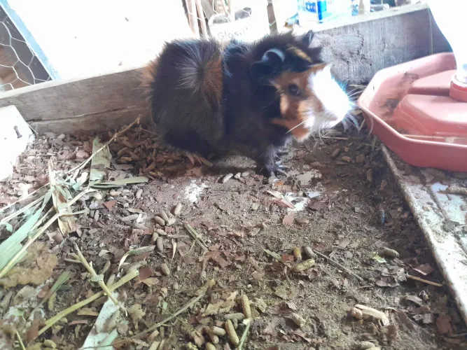 Porquinho da Índia