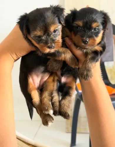Filhotes de Yorkshire Terrier