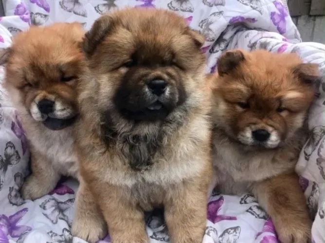 Chow Chow puro