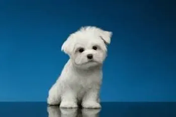 MALTÊS Um filhote irresistível.