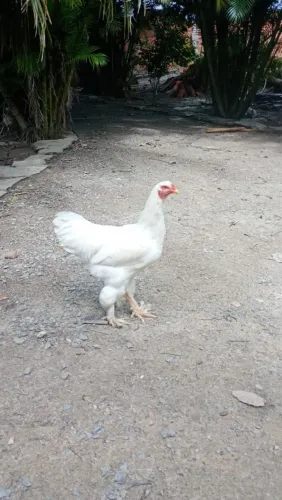 Galo Brahma 