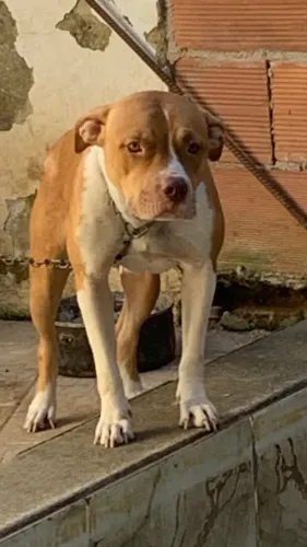 Doação de pitbull fêmea