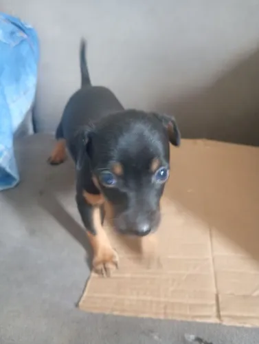Filhote de pinscher macho