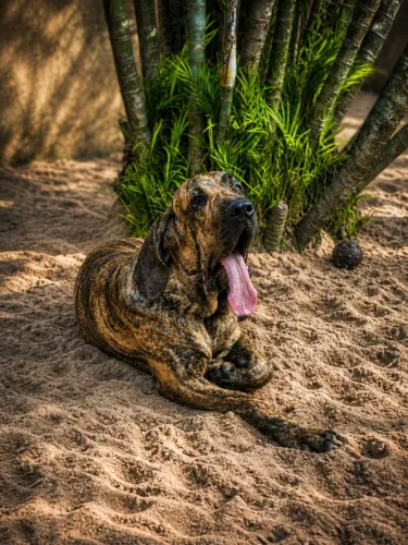 Fila Brasileiro, padrão CBKC