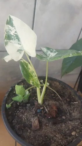 Plantas ornamentais