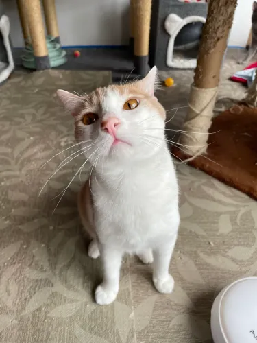 Gatinho para adoção - São Paulo, Zona Norte - Castrado/Vacinado