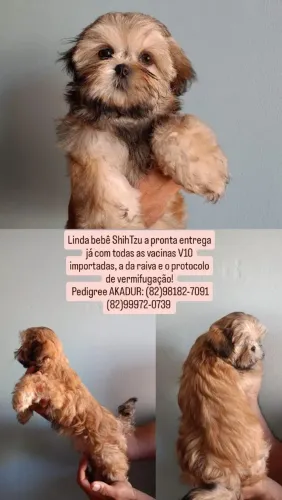 Filhotes ShihTzu