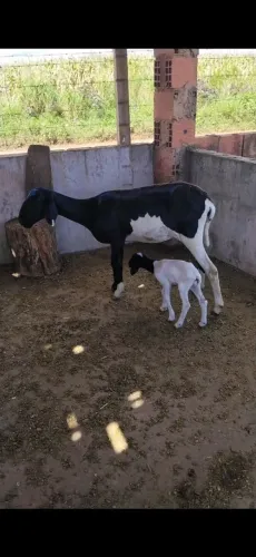 Ovelha