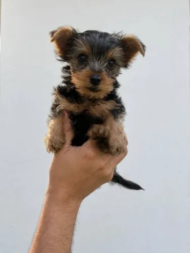 Vendo lindos filhotes de Yorkshire Terrier (Machos e Fêmeas)