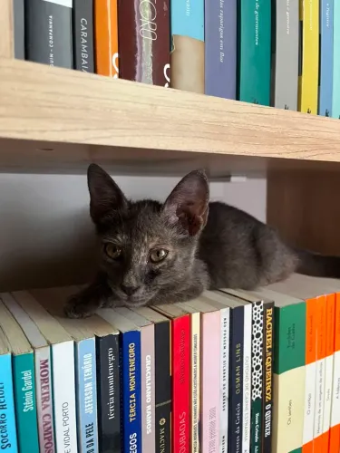 Gatinha filhote de 2 mês para adoção 
