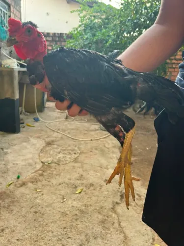 Galo caipira