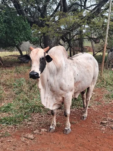 Touro nelore pintado