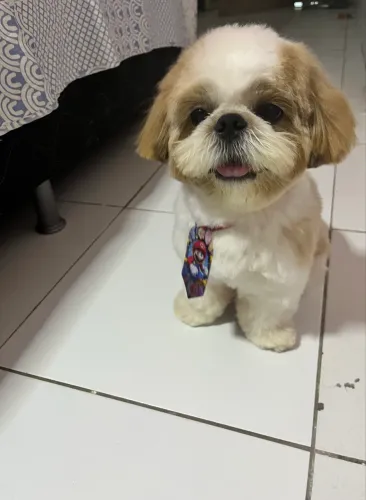 Shitzu macho  para namorar 