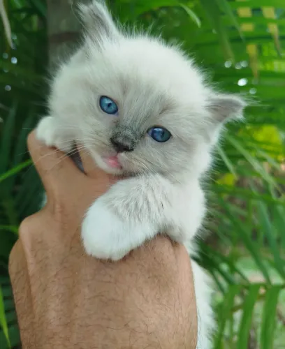 Ragdoll macho encantador - dócil e super carinhoso!
