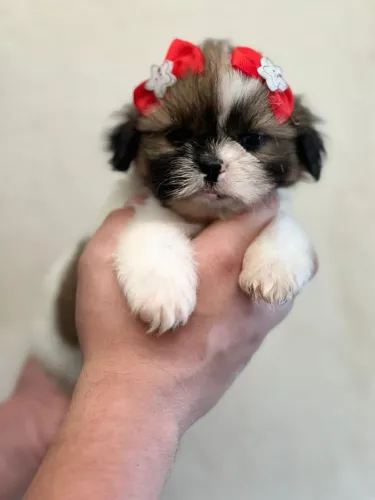 Shih Tzu Pequenos e Carinhosos