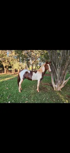 Margalarga Pampa