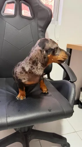 Dachshund
