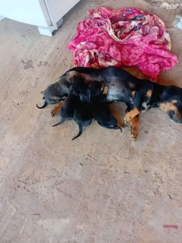 Filhote de pinscher com salsicha femea