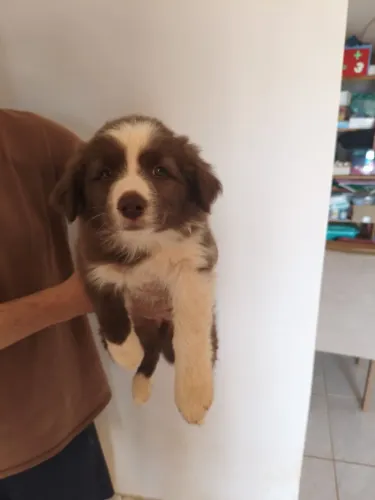 Linda Filhote Fêmea de Border Collie | Nascida em 04/07/2026
