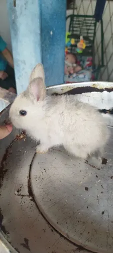 Coelhos filhotas a venda