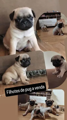 Pug disponível 