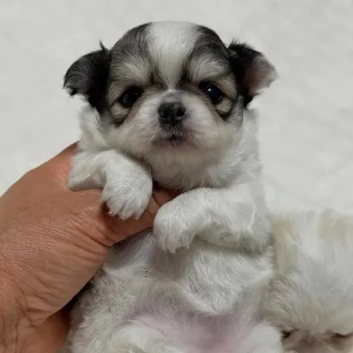 Chihuahua pequeno e corajoso