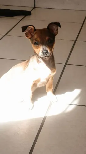 Pinscher número 1