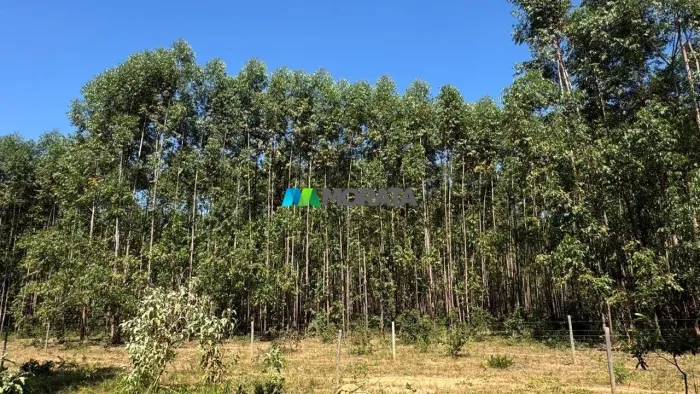 FAZENDA À VENDA - 373 HECTARES - CURVELO (MG)