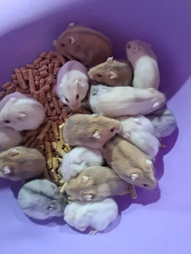 hamster anão russo promoção!