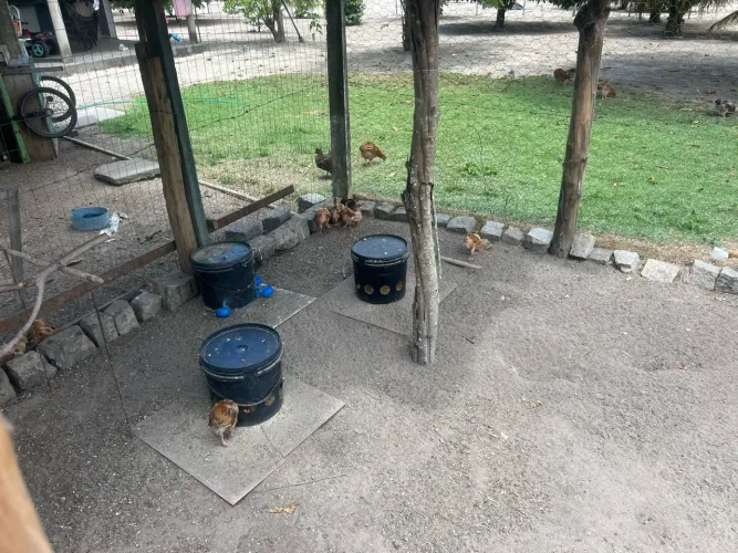 Vende se pintos mesticos de van