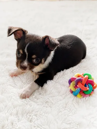 Chihuahua macho pedigree