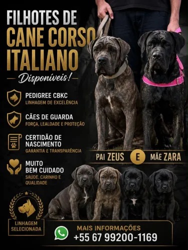 Vendo Filhote Fêmea de Cane Corso Italiano