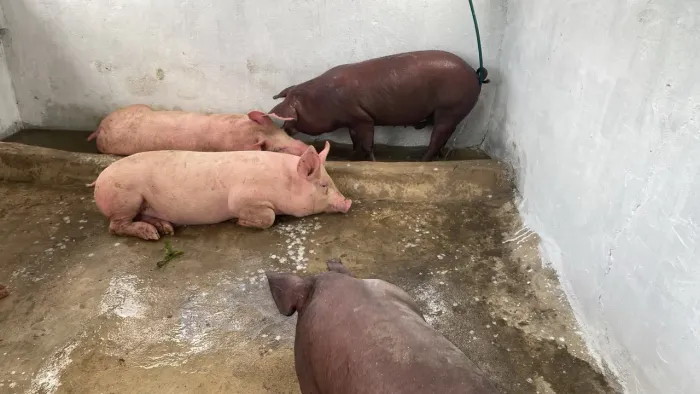 Porcos pra vender