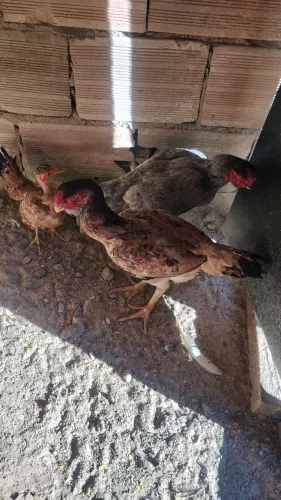 Galinhas bico curto 