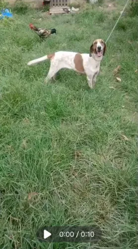 Cachorra Americana