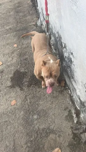 American Bully