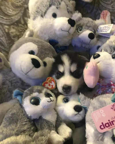 Husky siberiano Filhote com aquele jeitinho e charme irresistível