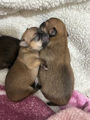 Filhotes chihuahua