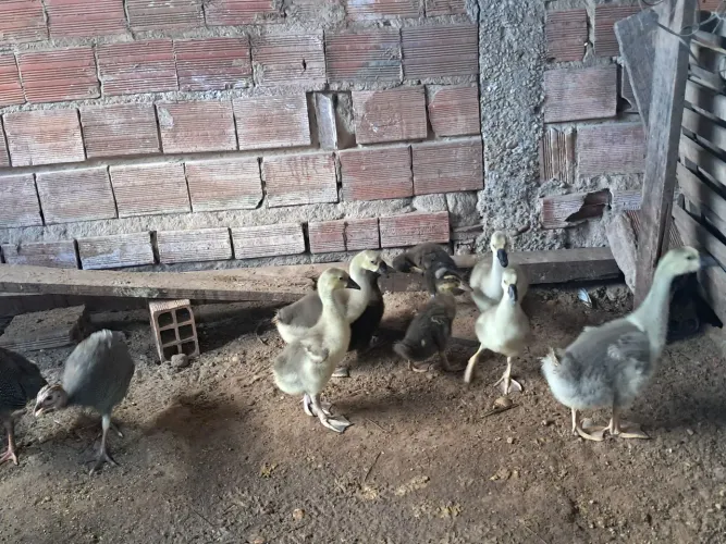 Filhotes de pato