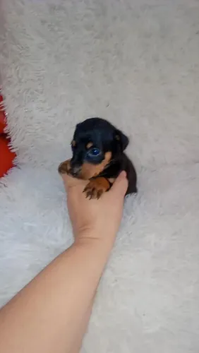 Pinscher miniatura fêmea 