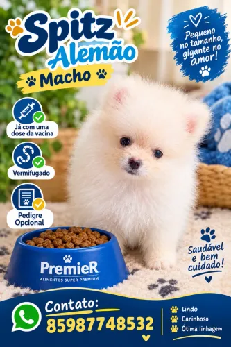 Lulu da Pomerania macho
