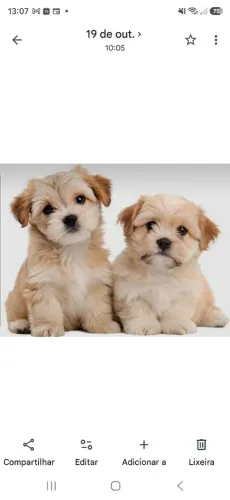 Lhasa apso