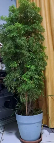 Planta Arvore da felicidade