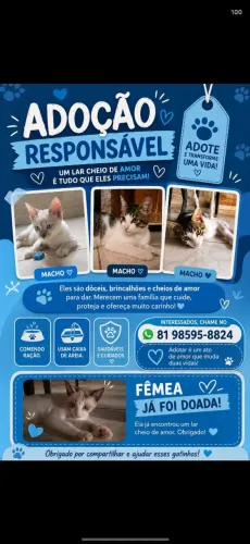 Doação de gatos