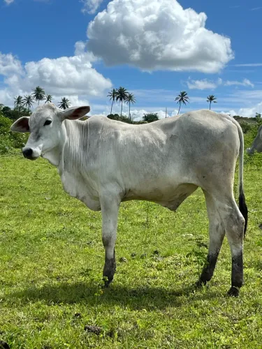 Bezerro Nelore PO sem documento 