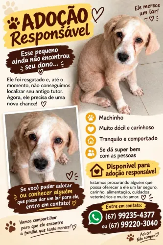 Cachorrinho para adoção