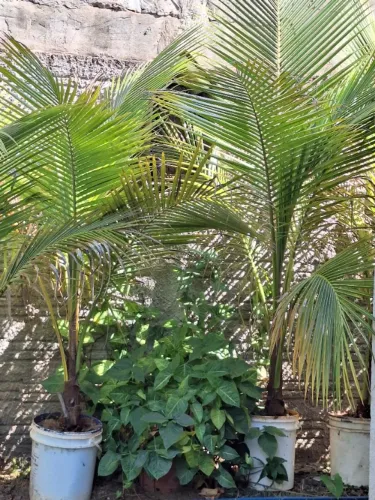 Mudas de coco baiano anão 1,60 a 2,00