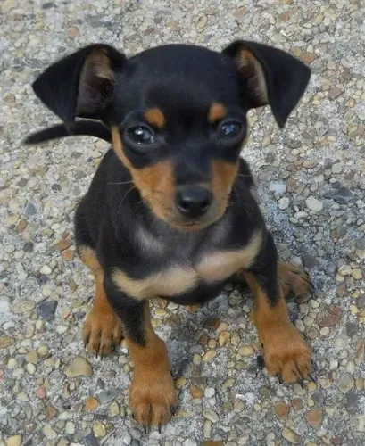 Filhotes De Pinscher - O Presente Mais Fofo Que Você Pode Se Dar!