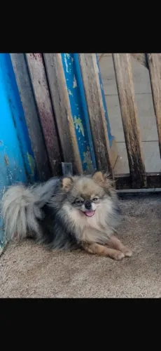 Linda fêmea de um ano dois meses