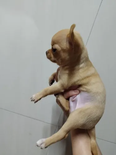 Chihahaua